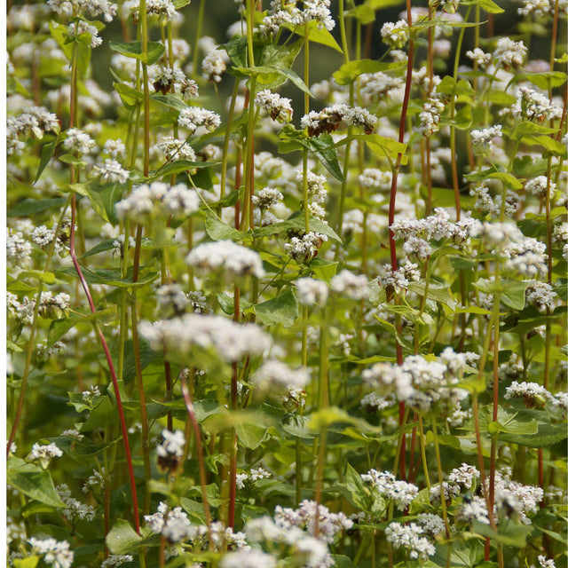Buckwheat Hulls.jpg