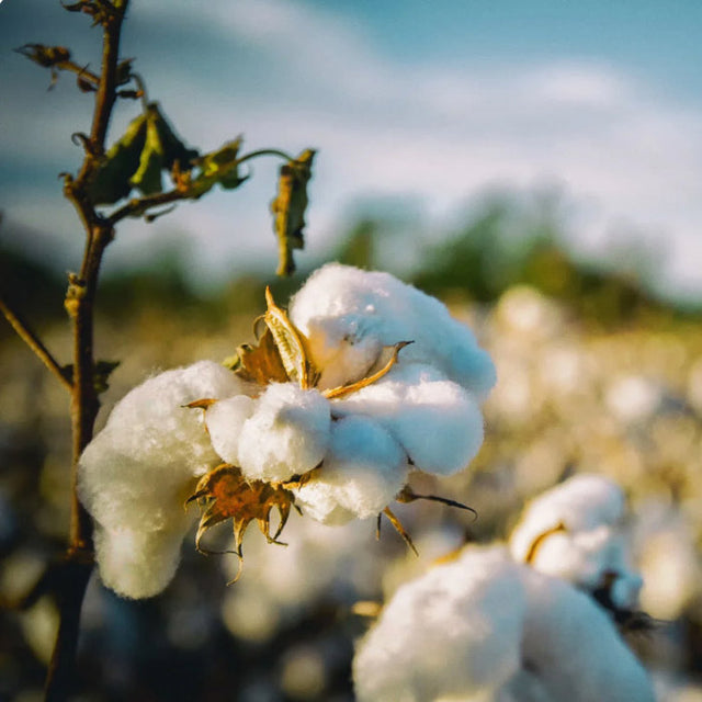 OrganicCotton 1.jpg